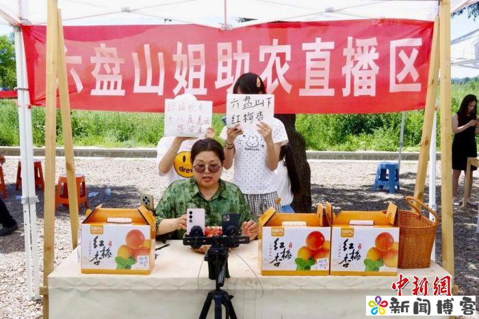 六盘山下杏飘香 宁夏原州万亩红梅杏拓宽富民增